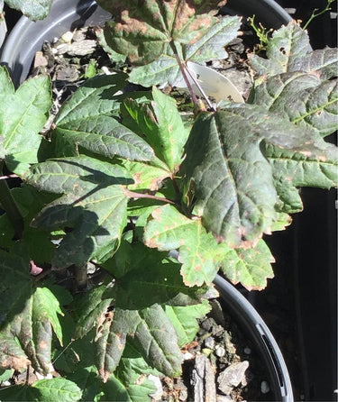 Acer circinatum 'Burgundy Jewel' Vine Maple - Maple Ridge Nursery